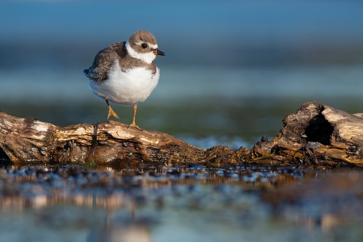 Semipalmated Plover - ML179135831