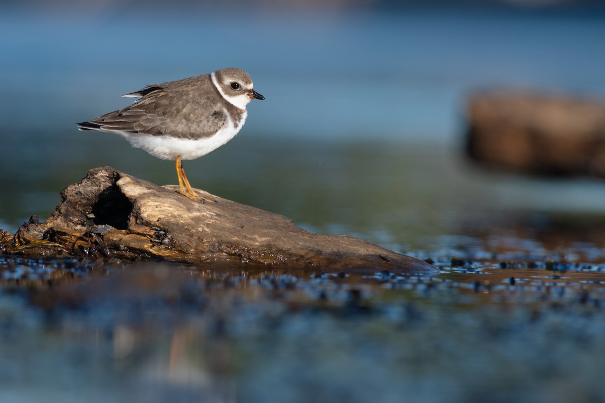 Semipalmated Plover - ML179135851