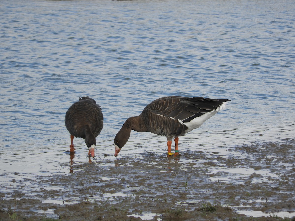Greater White-fronted Goose - ML179135921
