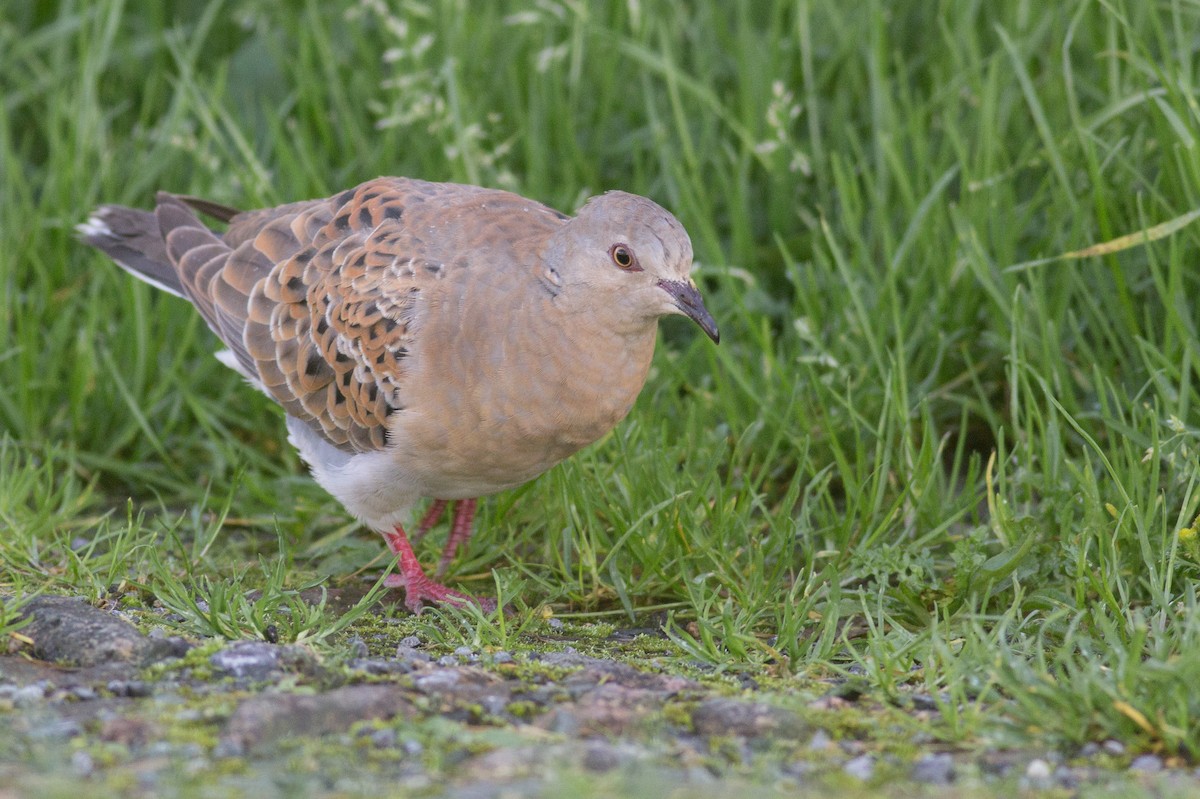 European Turtle-Dove - Cathal Forkan