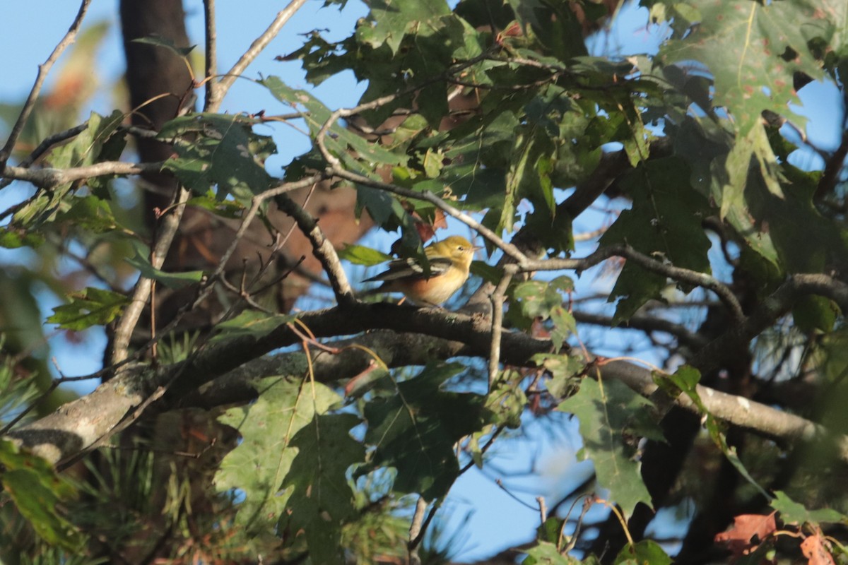 Bay-breasted Warbler - ML179140061