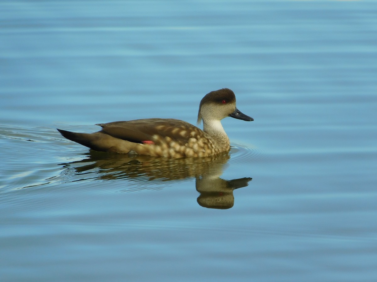 Crested Duck - ML179141981