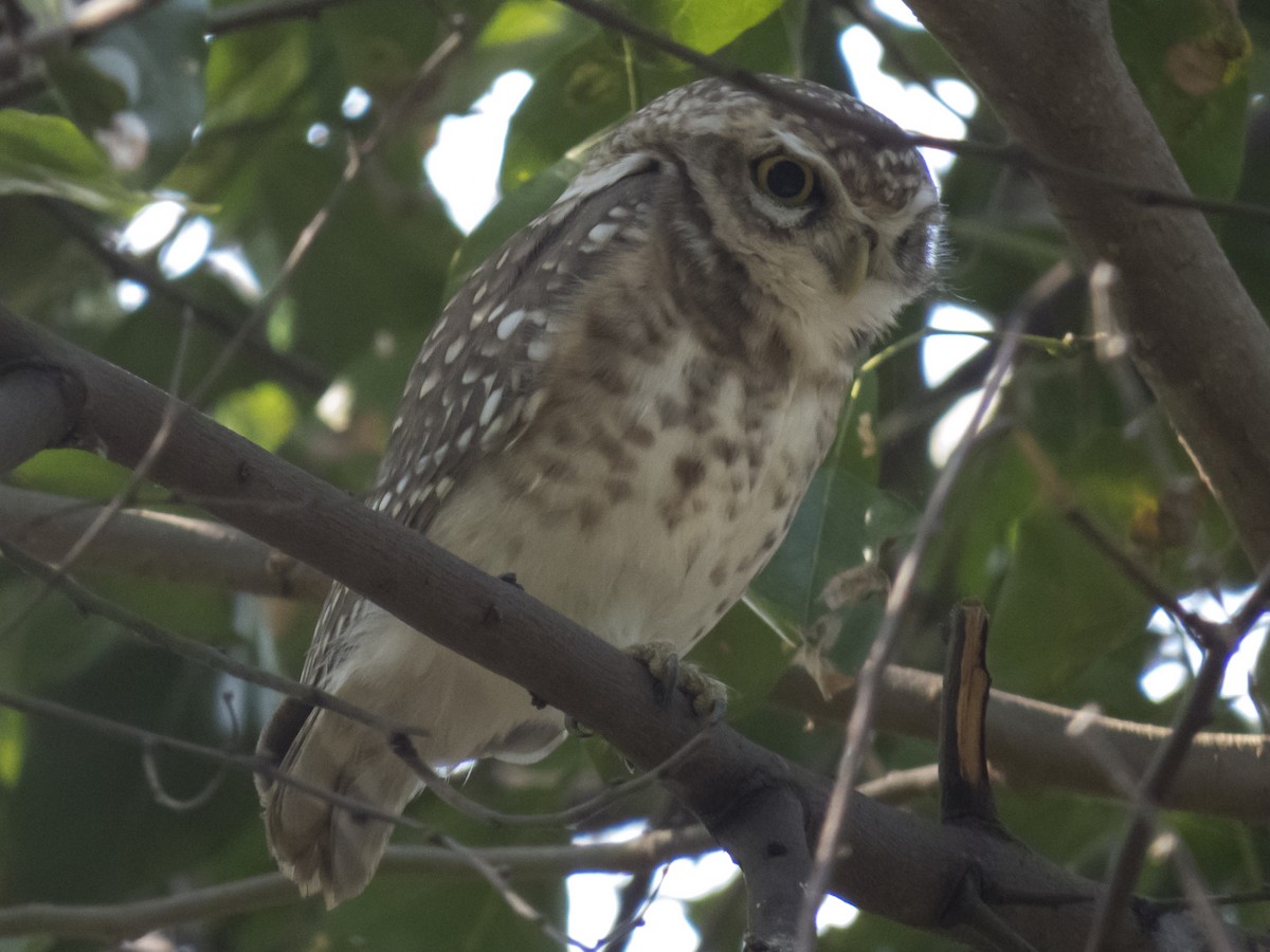 Spotted Owlet - ML179143521