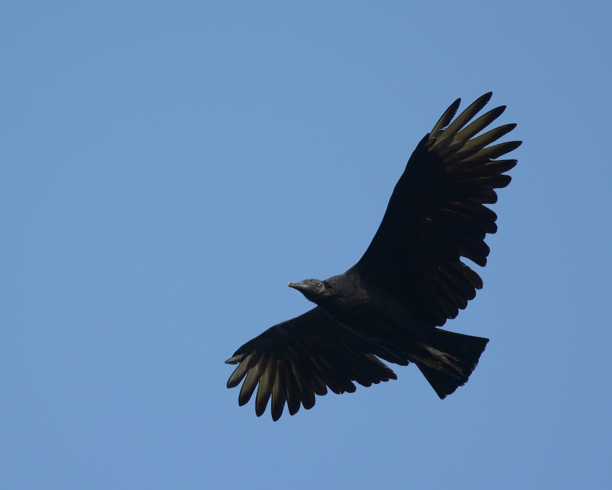 Black Vulture - Keith McCullough