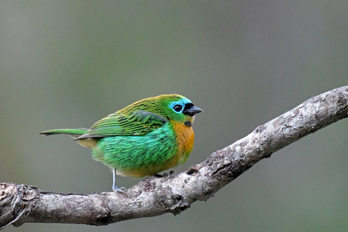 Brassy-breasted Tanager - ML179147981