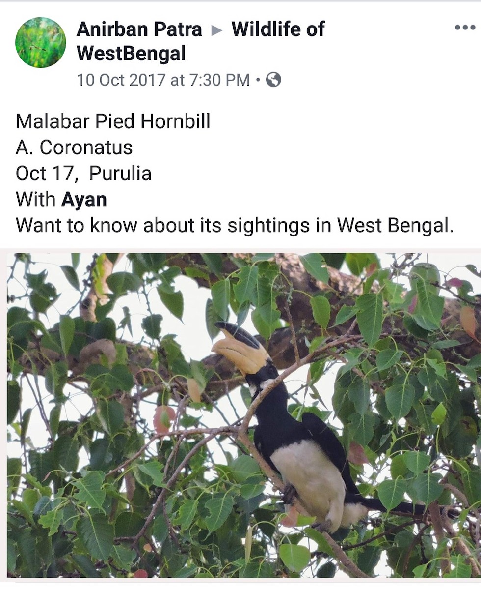 Malabar Pied-Hornbill - Birdwatchers' Society of Bengal