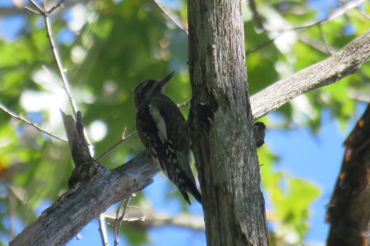 Yellow-bellied Sapsucker - Mary Ess-Why