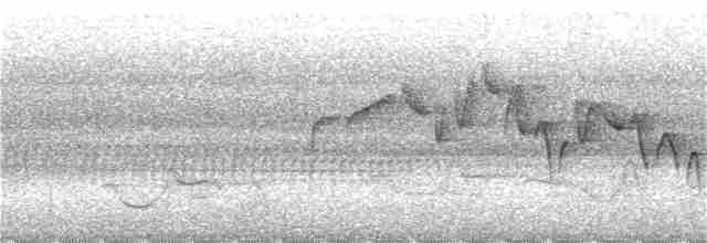 Тимелія-куцохвіст велика (підвид albiventer/pallidior) - ML179150541