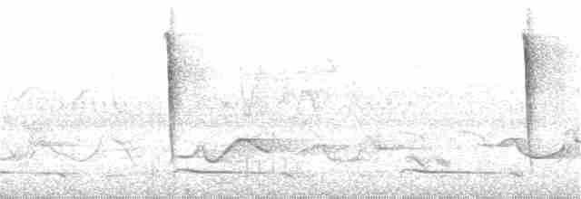 Тимелія-куцохвіст велика (підвид albiventer/pallidior) - ML179153081