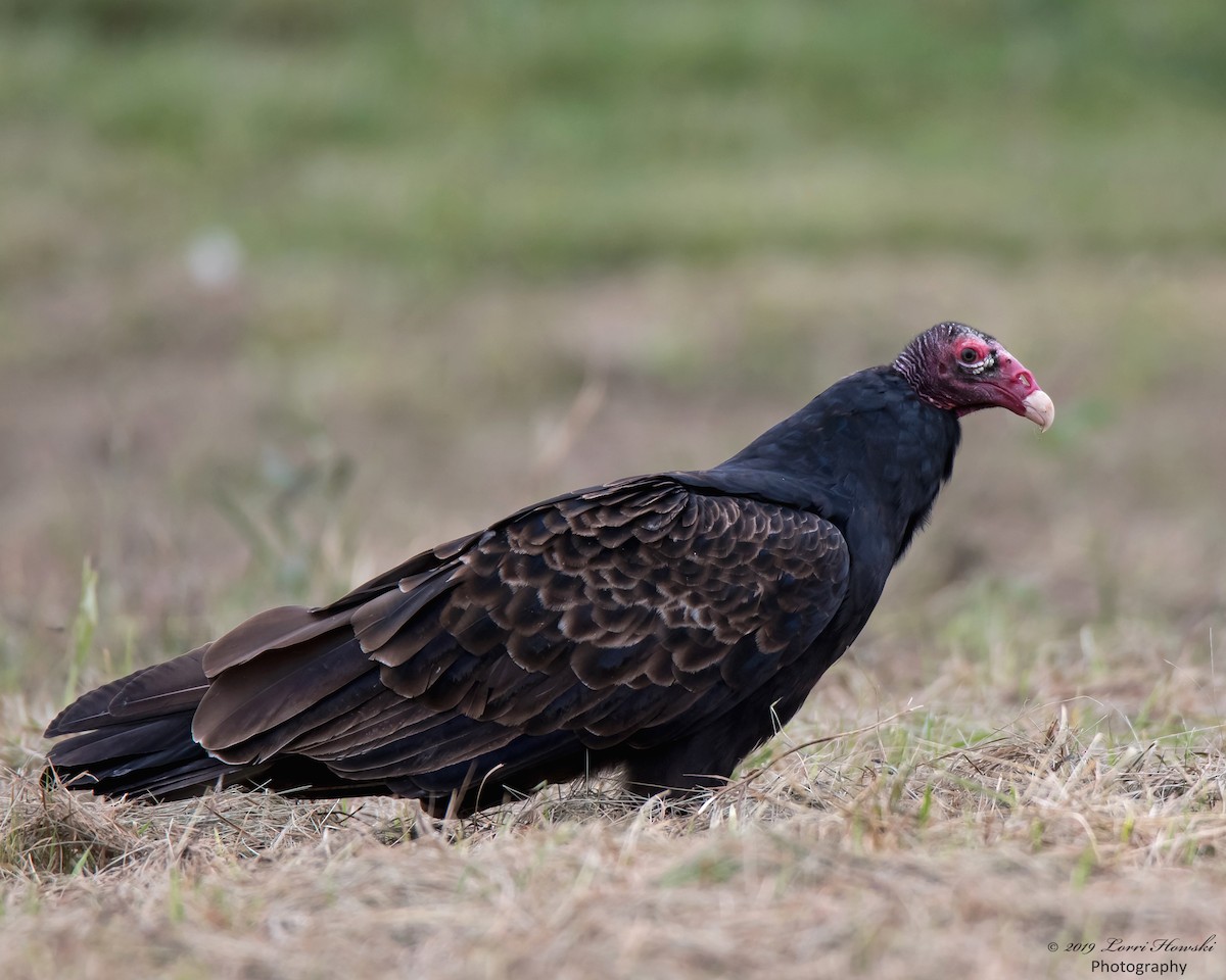 Turkey Vulture - Lorri Howski 🦋