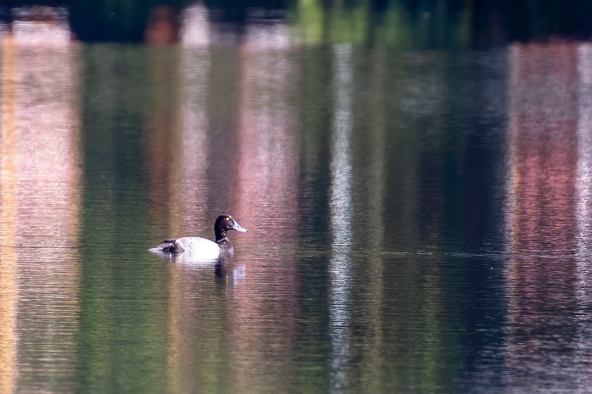 Greater Scaup - ML179157611