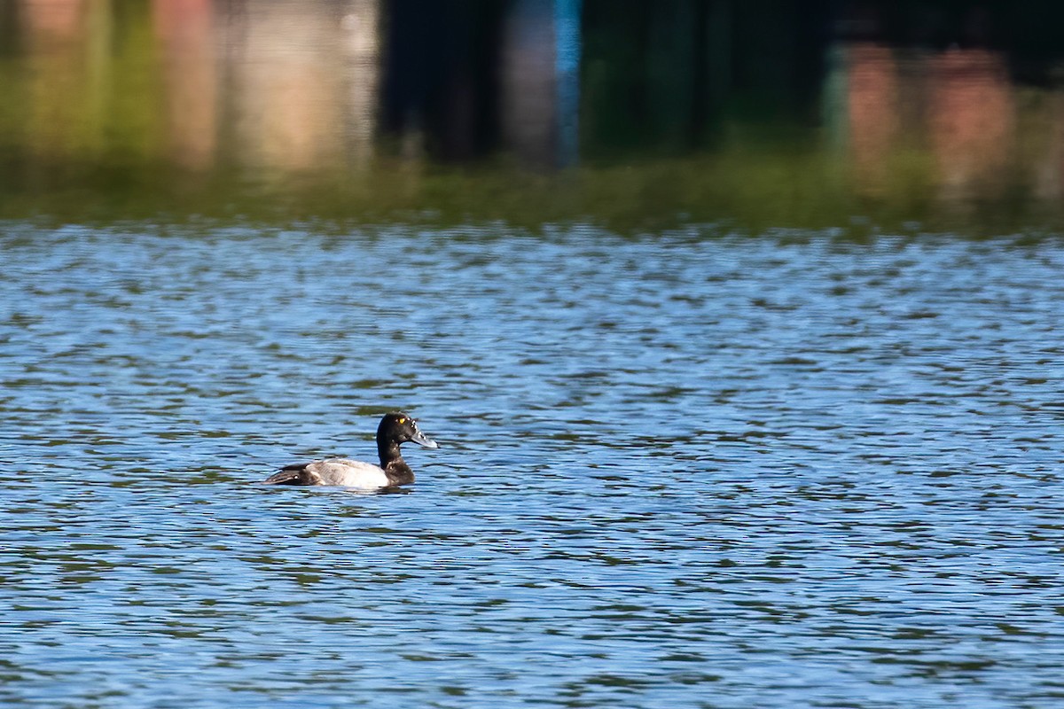 Greater Scaup - ML179157621