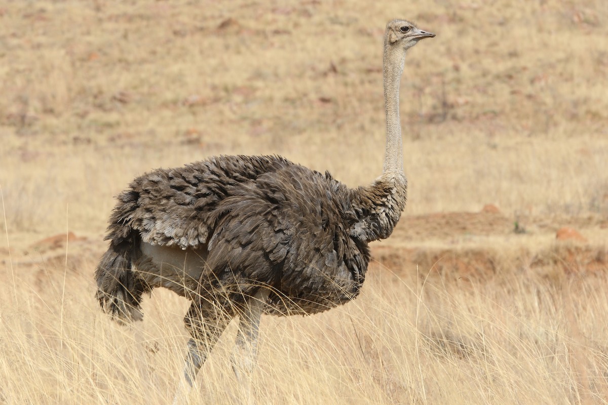 Common Ostrich - Olivier Langrand