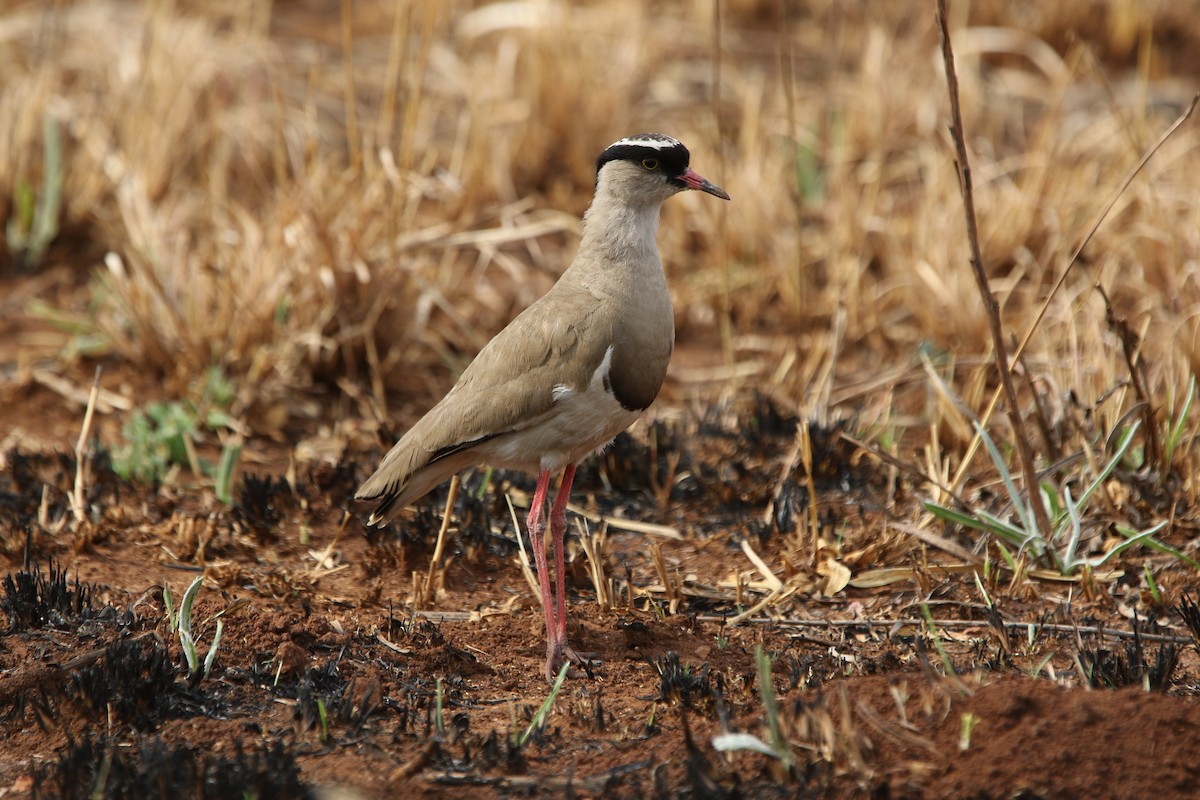 Crowned Lapwing - ML179158291