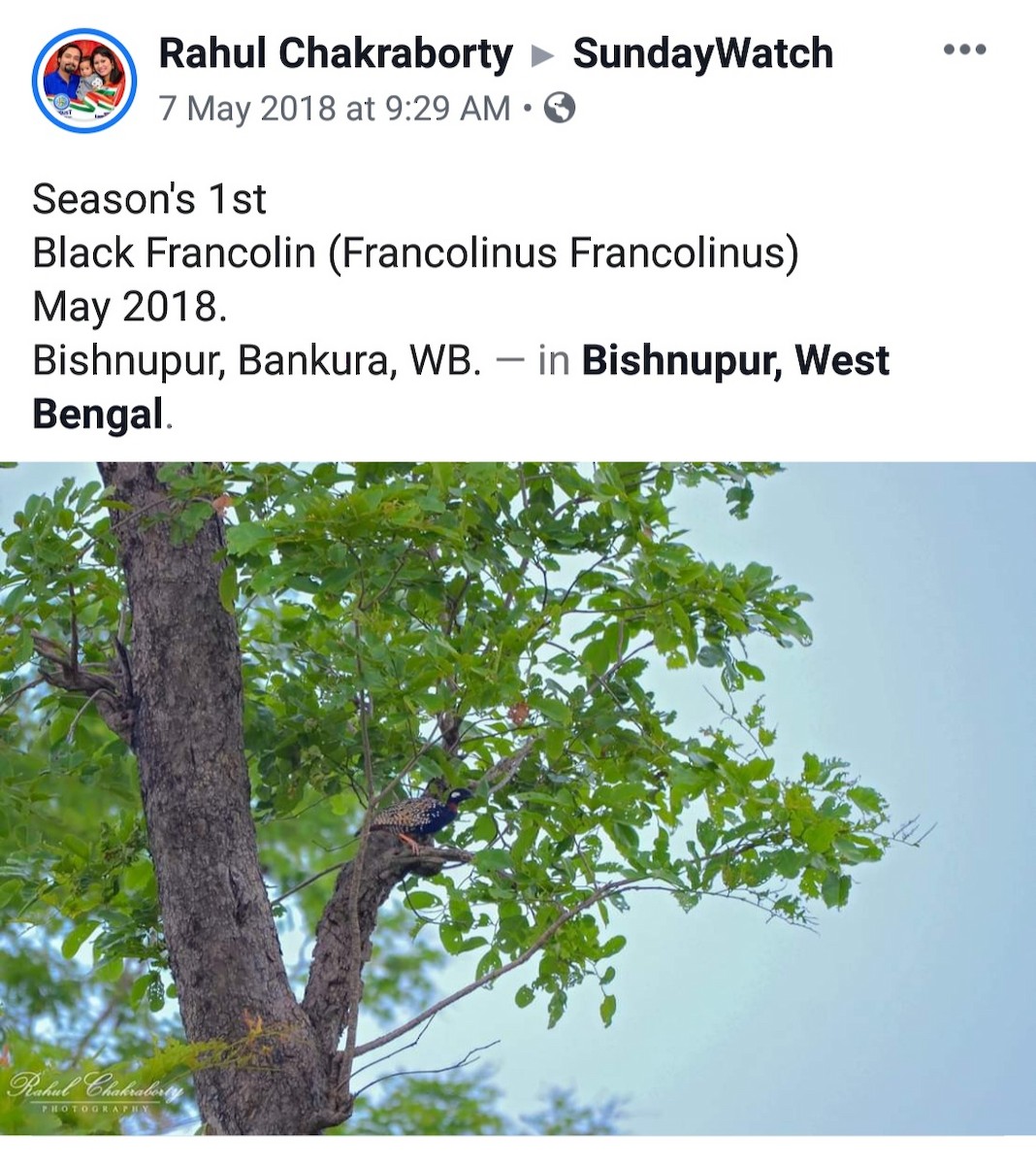 Black Francolin - Birdwatchers' Society of Bengal