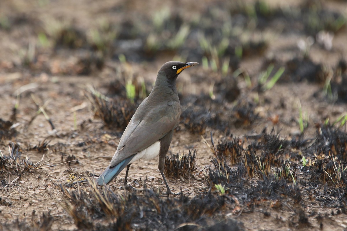 African Pied Starling - Olivier Langrand