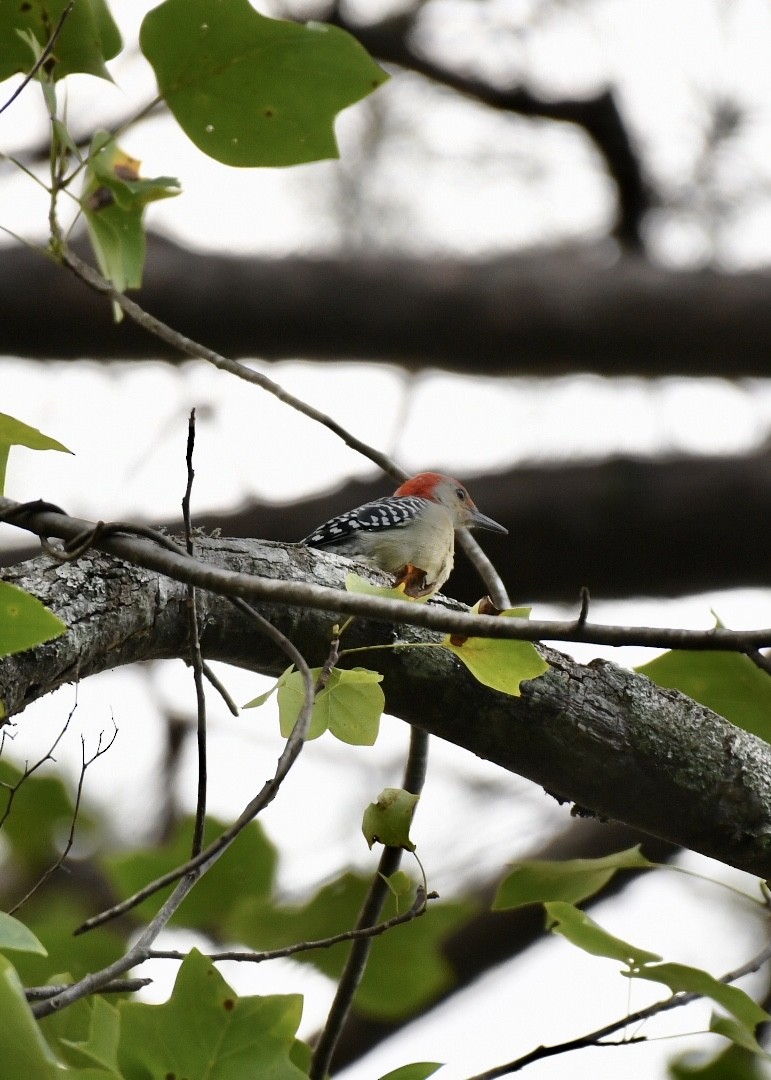 Red-bellied Woodpecker - ML179159831