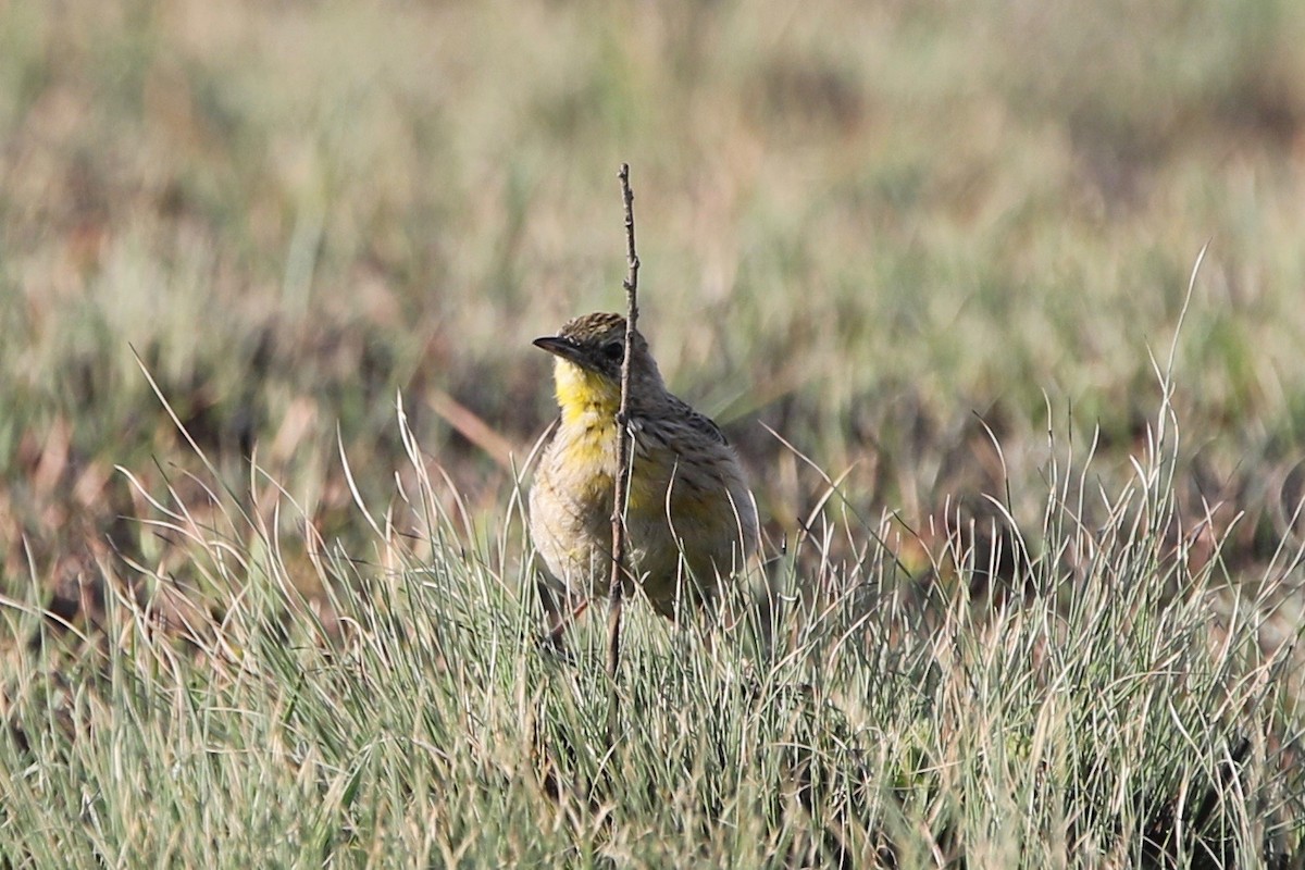 Yellow-breasted Pipit - ML179164671