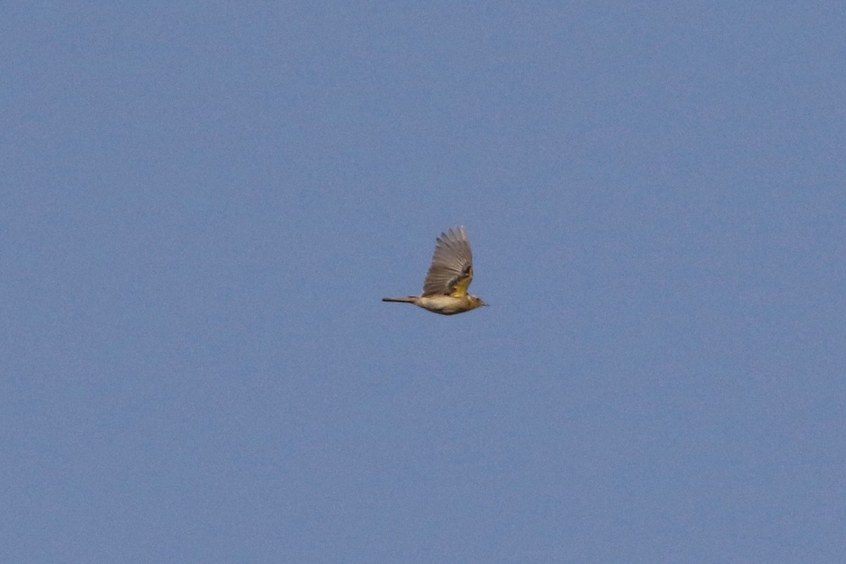 Yellow-breasted Pipit - ML179164681