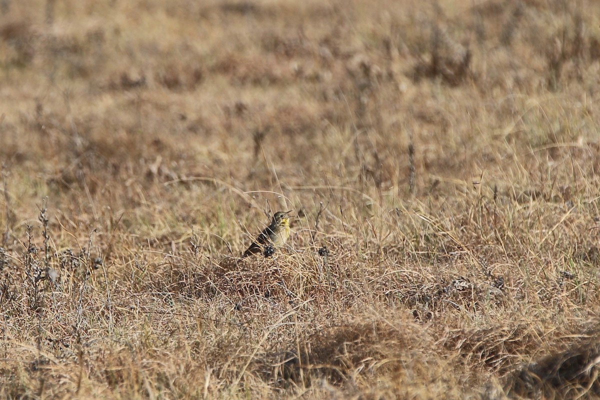 Yellow-breasted Pipit - ML179164691