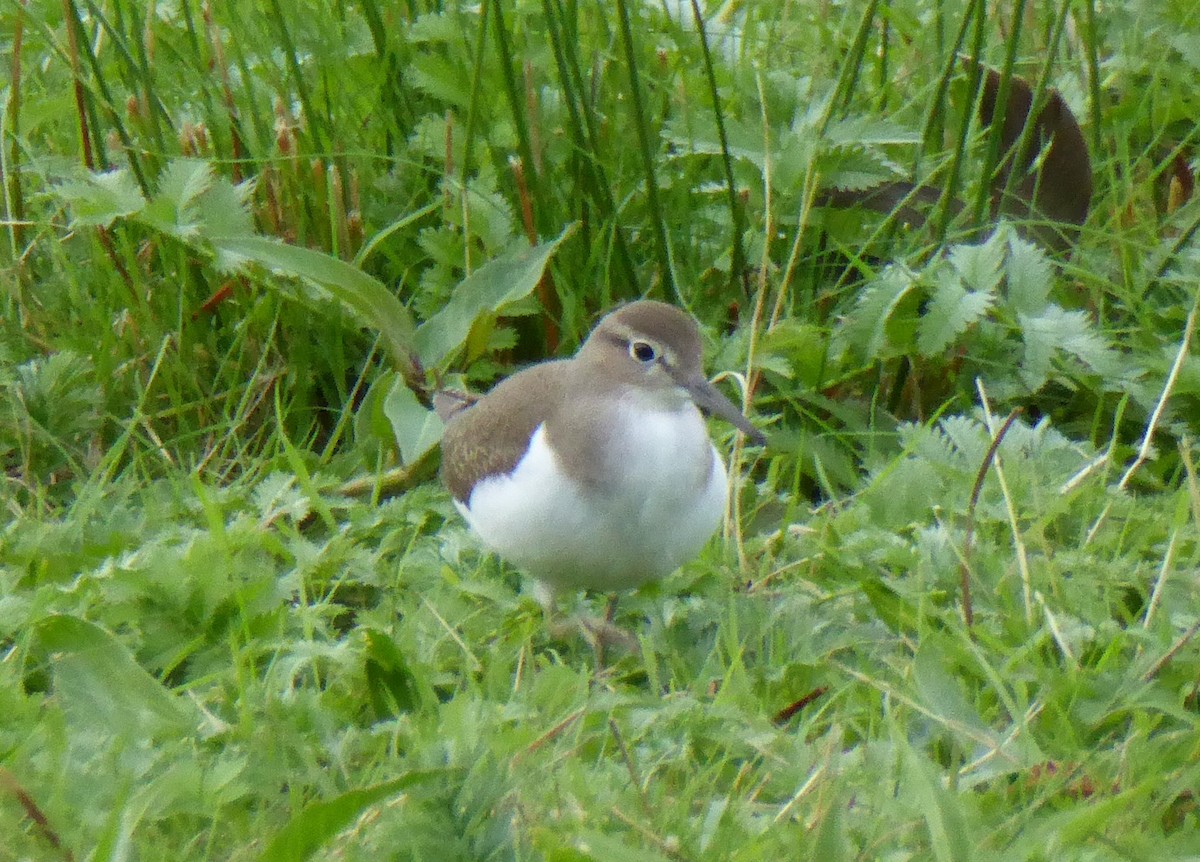 Common Sandpiper - Alan Younger