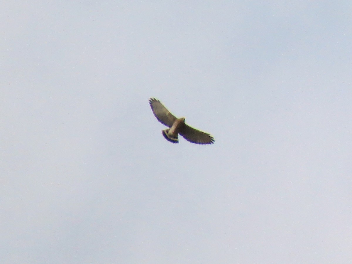 Broad-winged Hawk - ML179168611