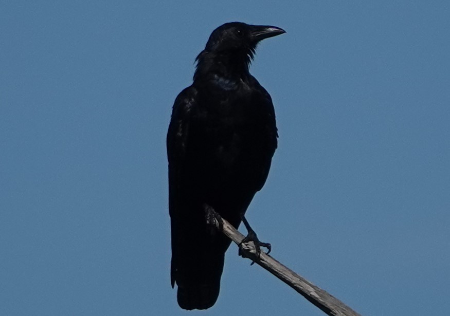 Fish Crow - Chuck Hignite