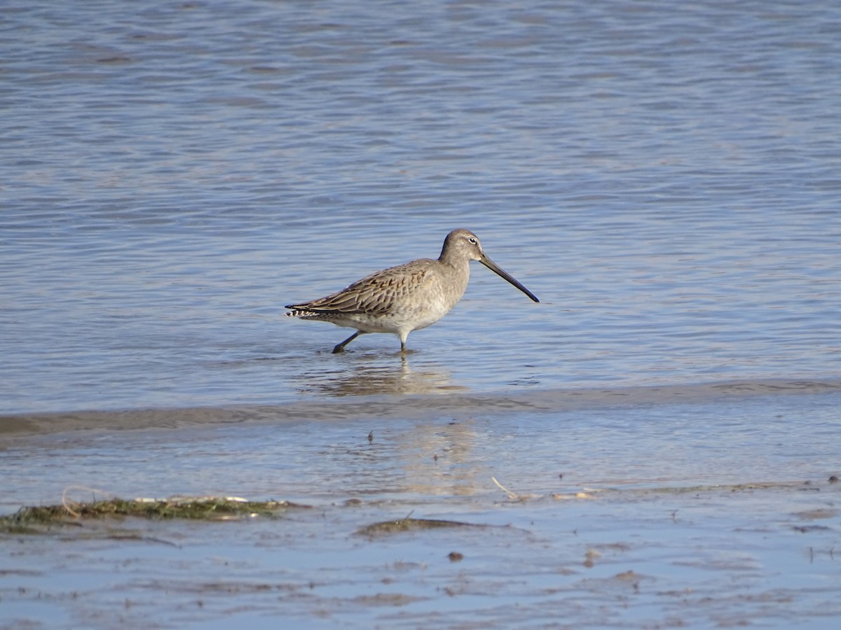 Long-billed Dowitcher - Kevin Williams