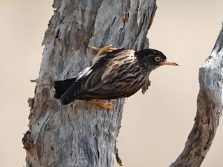  - Varied Sittella (Striated)