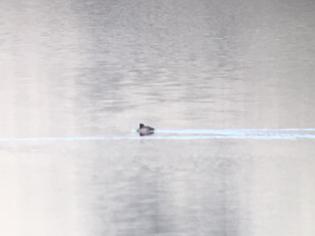Greater Scaup - ML179177281