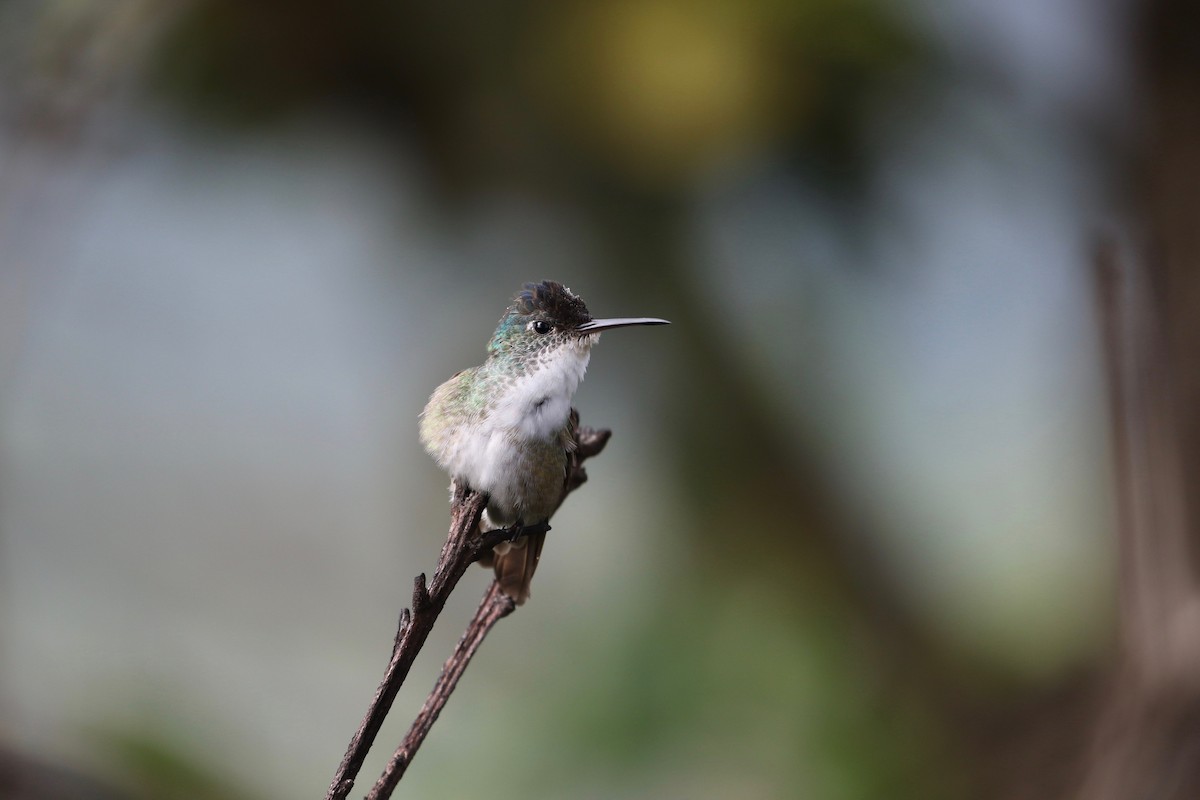 Azure-crowned Hummingbird - ML179178021