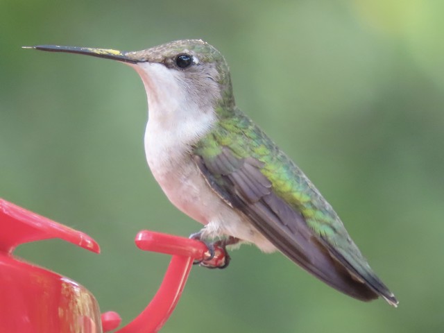 ノドアカハチドリ ノドグロハチドリ Ebird