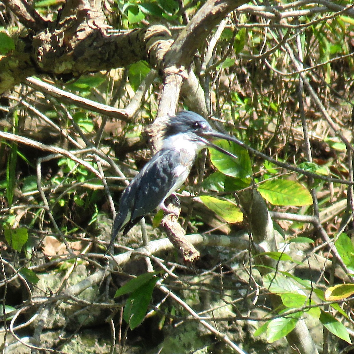 Belted Kingfisher - Ann Tanner