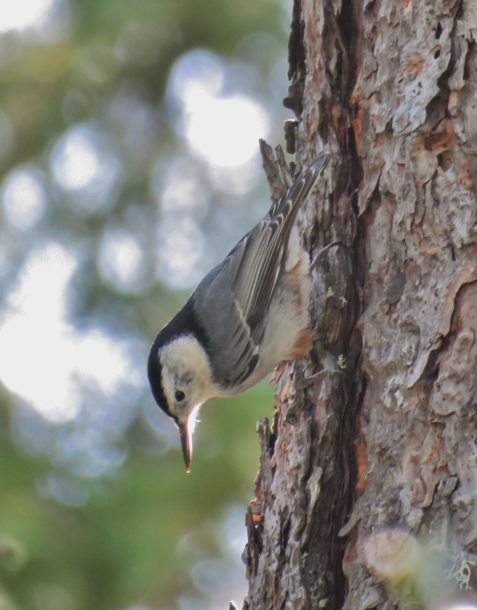 White-breasted Nuthatch (Pacific) - ML179185871