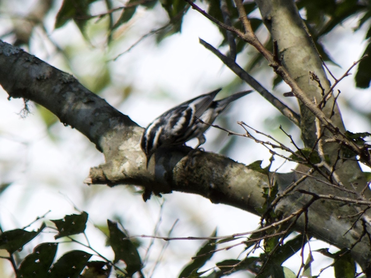 Black-and-white Warbler - ML179187551