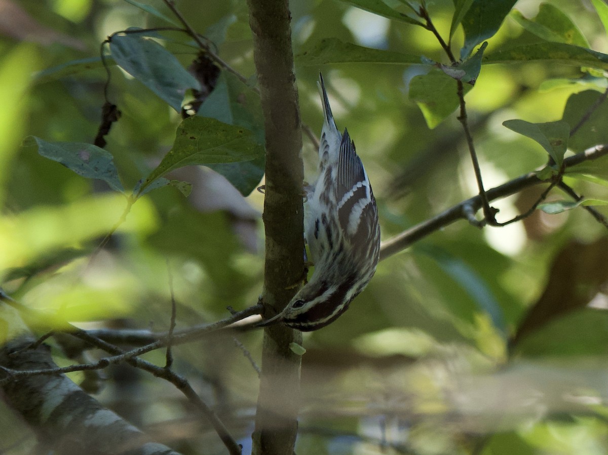 Black-and-white Warbler - ML179187681