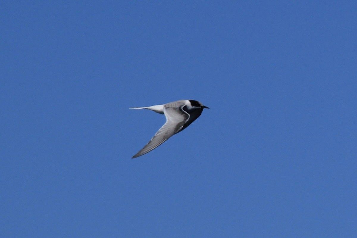 Arctic Tern - ML179190091