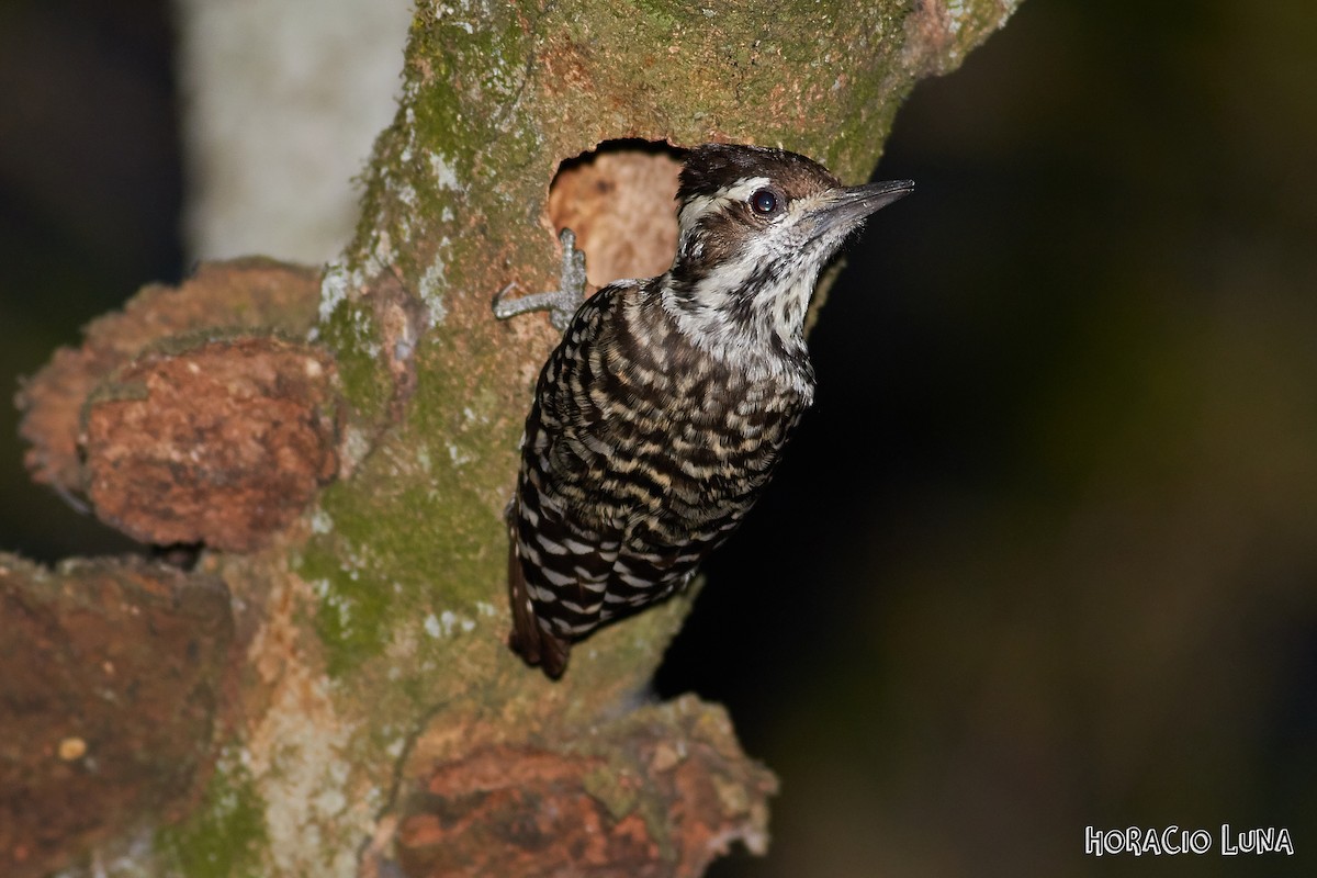 Checkered Woodpecker - Horacio Luna