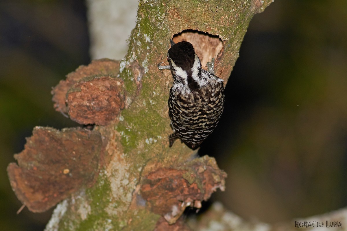 Checkered Woodpecker - ML179192311