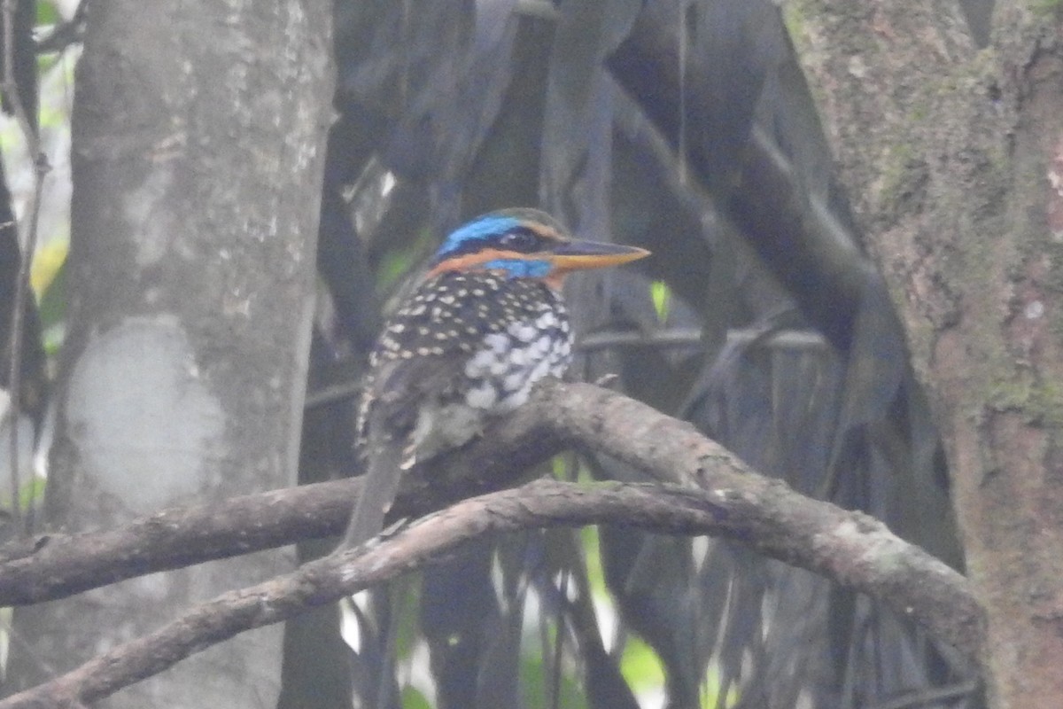 Spotted Kingfisher - ML179193941