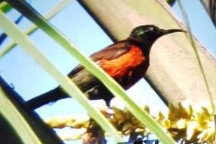 Purple-throated Sunbird - Cathy  Mendoza