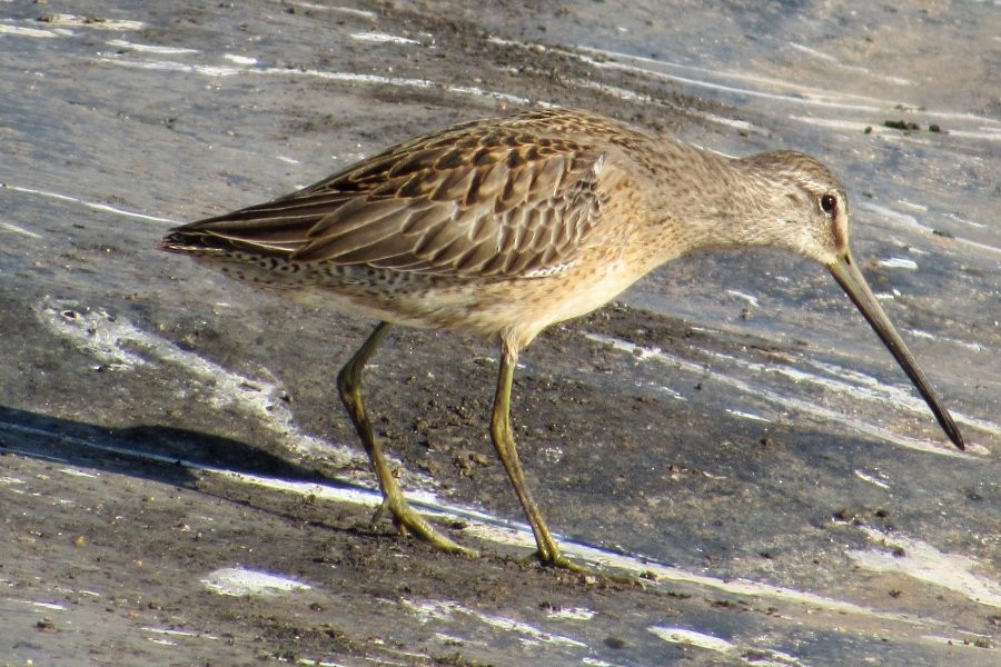 Long-billed Dowitcher - ML179196141