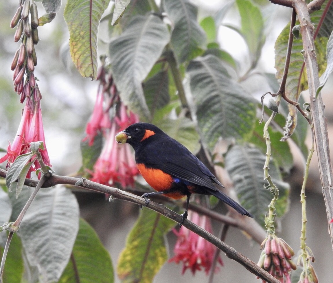 Scarlet-bellied Mountain Tanager - ML179196961