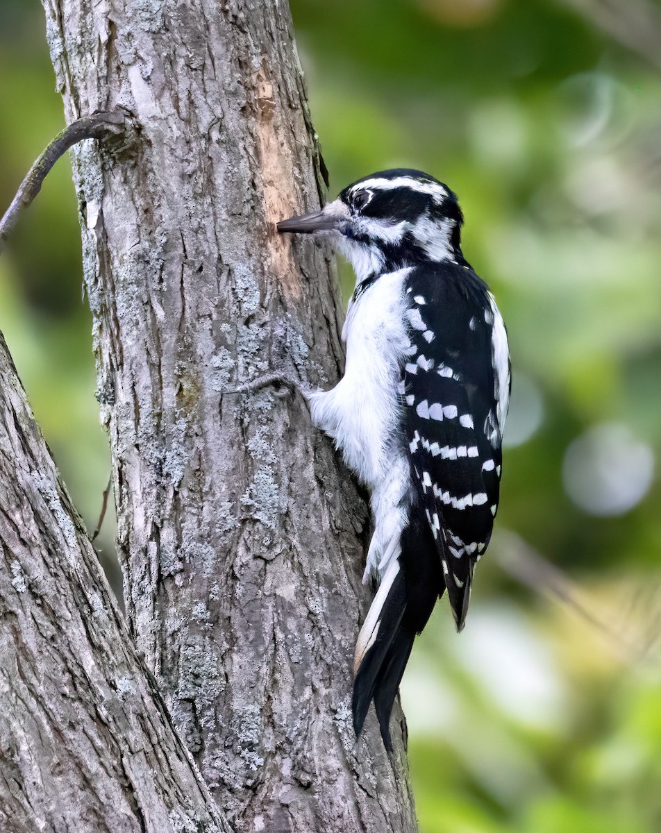 Hairy Woodpecker - John Good