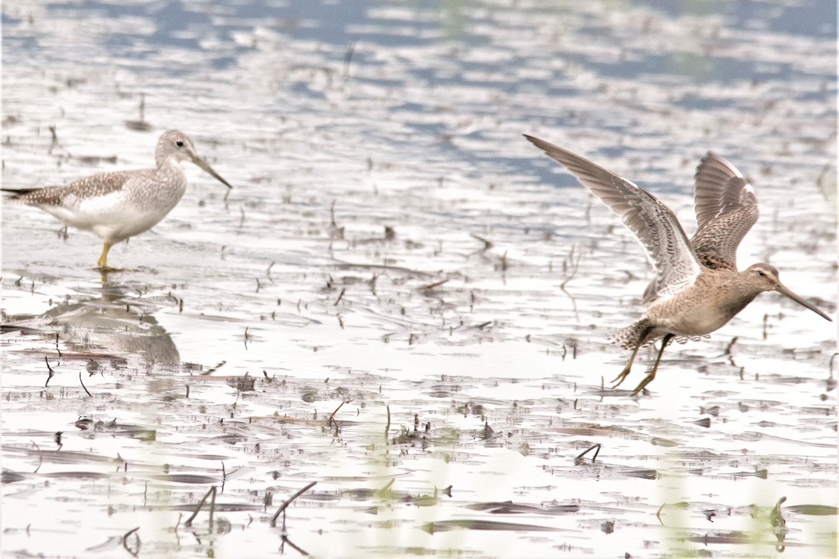 Long-billed Dowitcher - Don Manson