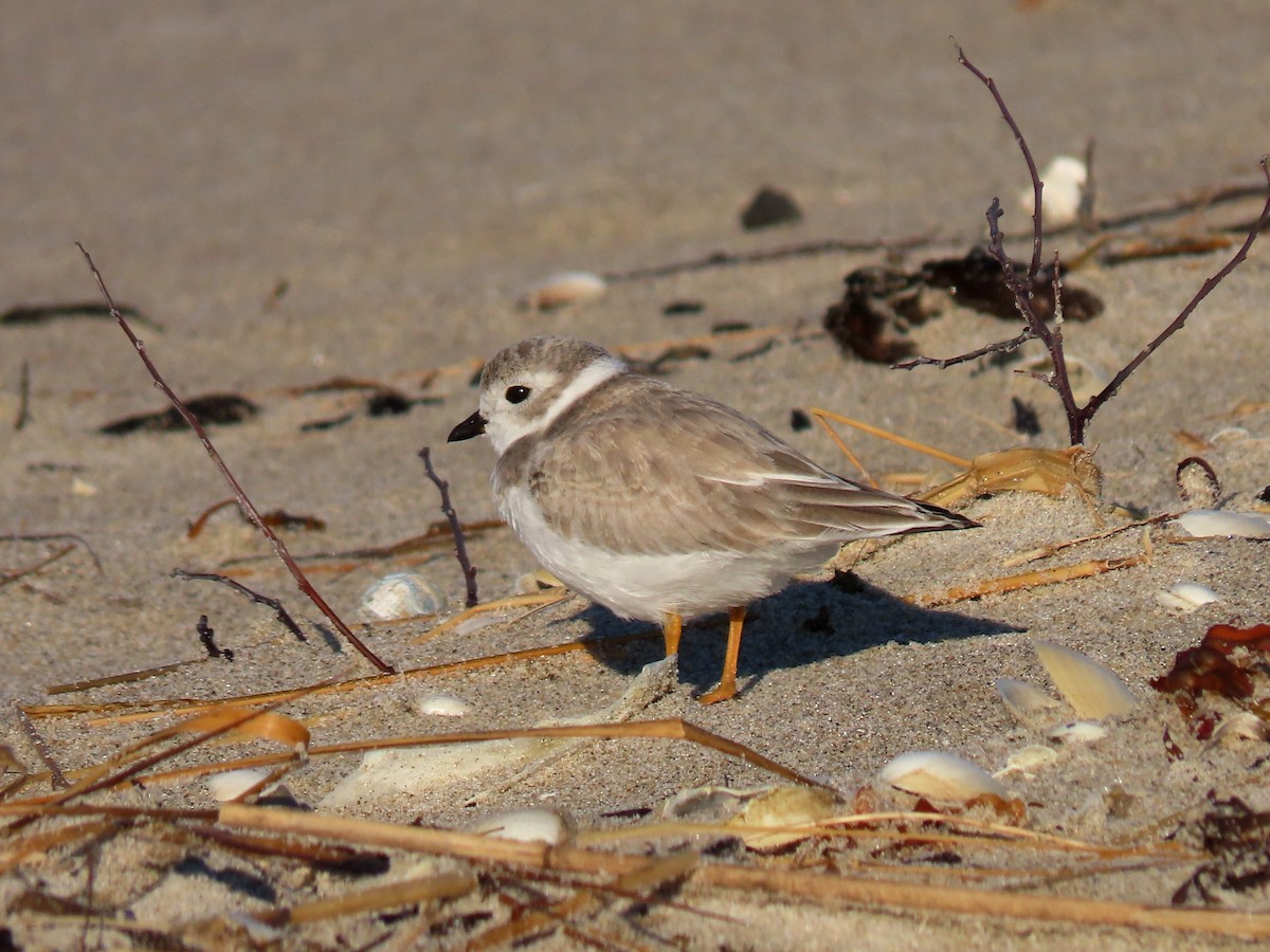 Piping Plover - ML179203081