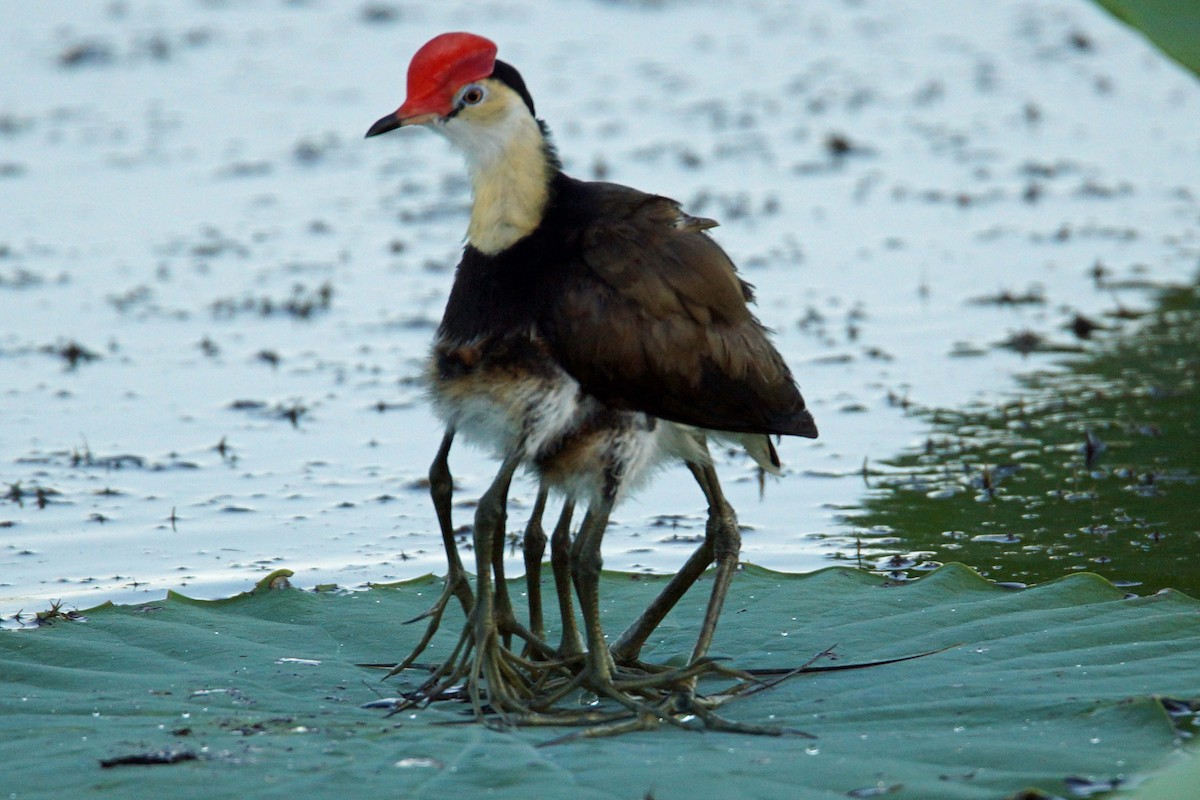 Comb-crested Jacana - Peter & Shelly Watts