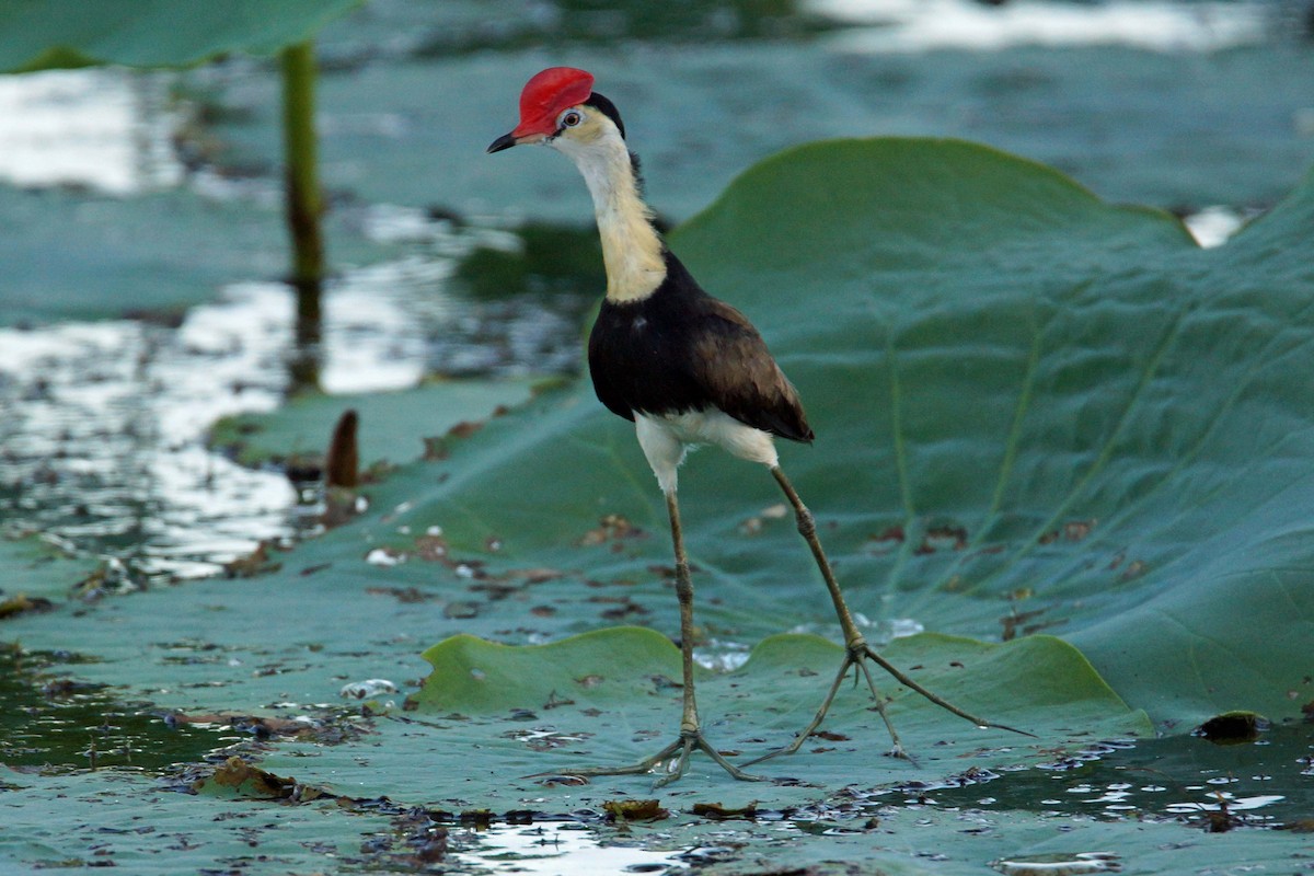 Comb-crested Jacana - Peter & Shelly Watts