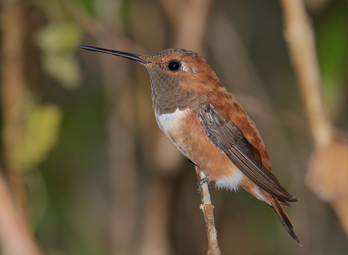 Rufous Hummingbird - Harlan Stewart