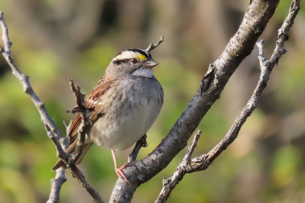 White-throated Sparrow - John Zakelj